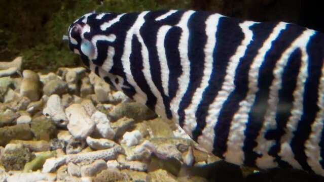 Blind zebra moray (Gymnomuraena zebra), close-up