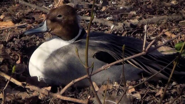 Well-camouflaged male northern pintail (Anas acuta) resting on the ground