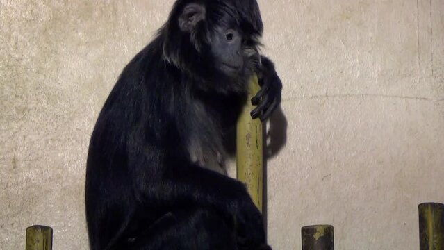 Male East Javan langur (Trachypithecus auratus) in captivity