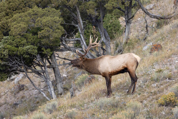 Male elk bugling during rutting  season in Yellowstone National Park