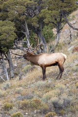 Male elk bugling during rutting  season in Yellowstone National Park