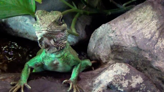 Chinese water dragon (Physignathus cocincinus) resting between rocks