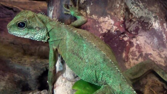Chinese water dragon (Physignathus cocincinus)