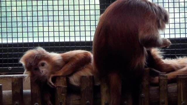 Young female East Javan langurs (Trachypithecus auratus) in captivity