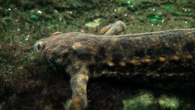 Iberian ribbed newt (Pleurodeles waltl) underwater, side view