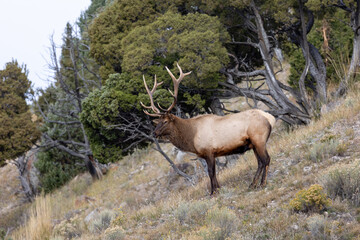 Naklejka na ściany i meble Male elk during rutting season in Yellowstone National park