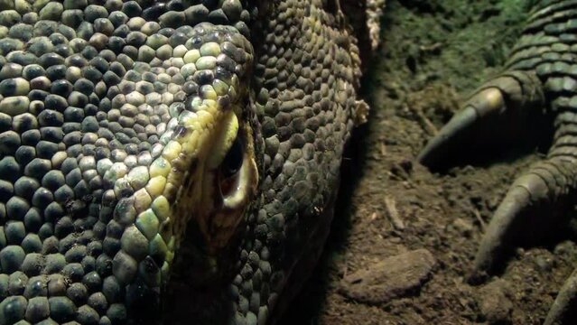 Komodo dragon (Varanus komodoensis) eye and claws, close-up