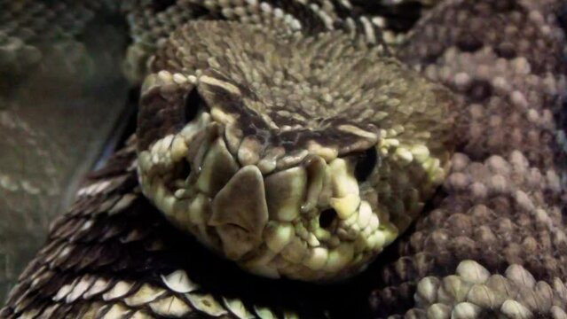 Eastern diamondback rattlesnake (Crotalus adamanteus) head close-up