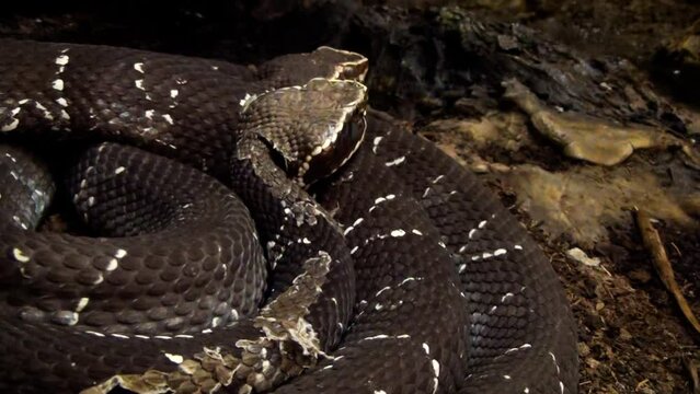 Mexican cantils (Agkistrodon bilineatus) curled up, highly venomous snakes