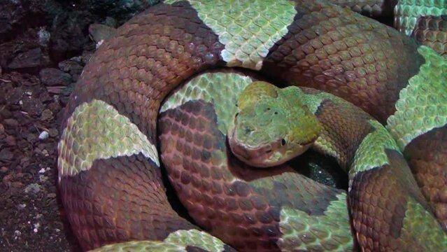 Eastern copperhead (Agkistrodon contortrix) curled up, highly venomous snake