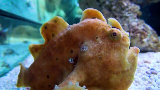Painted frogfish (Antennarius pictus) in an aquarium, close-up
