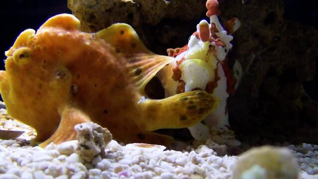 Two different colored painted frogfish (Antennarius pictus)