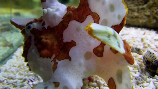 Painted frogfish (Antennarius pictus) in an aquarium, close-up
