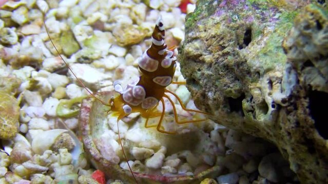 Squat shrimp (Thor amboinensis)