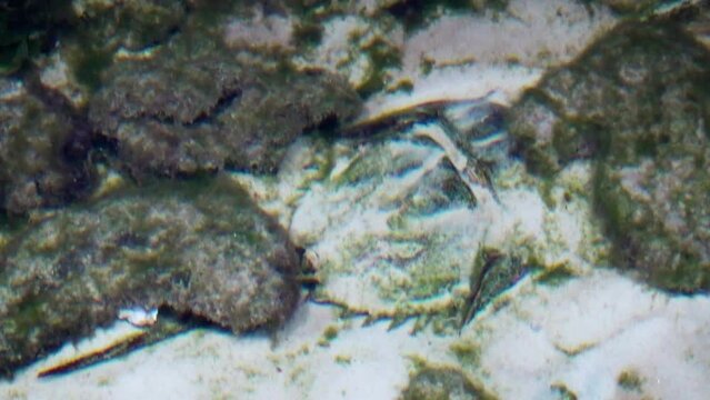 Atlantic horseshoe crab (Limulus polyphemus) hiding under sand