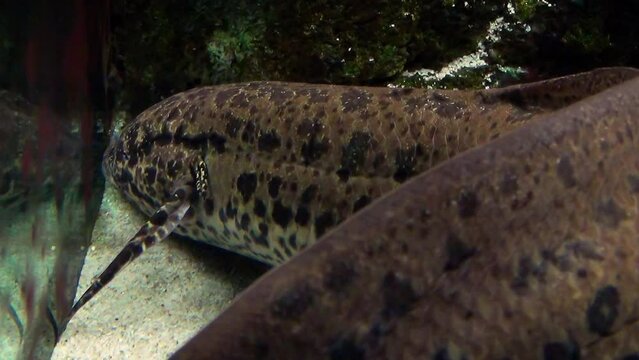 West African lungfish (Protopterus annectens) in an aquarium