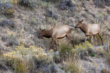 Female elk walking down a trail in Yellowstone National park