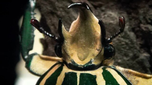 Male Polyphemus beetle (Mecynorhina polyphemus), macro close-up