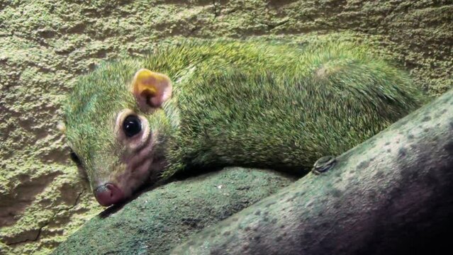 Common treeshrew (Tupaia glis) resting