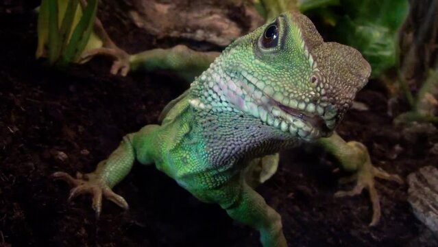 Chinese water dragon (Physignathus cocincinus) on the forest floor, close-up