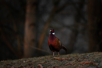 Common pheasant during mating season. Flock of pheasants with dominant male. Spring in Europe. 