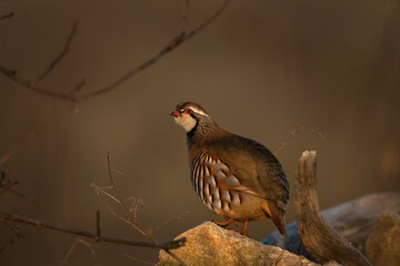 Red legged partridge on the field during winter. Alectoris rufa in European nature. Colorful bird in natural habitat.