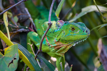 Beautiful Green Iguana (Iguana Iguana) in Tortuguero National Park (Costa Rica)