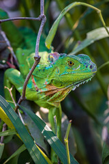 Beautiful Green Iguana (Iguana Iguana) in Tortuguero National Park (Costa Rica)