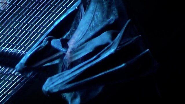 Lyle's flying fox (Pteropus lylei) in a night house, hanging from the roof, close-up of a grooming bat