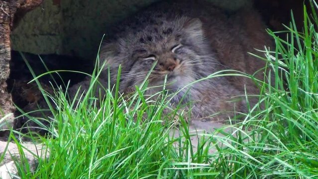 Pallas's cat (Otocolobus manul) resting in captivity