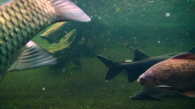 Prussian carp (Carassius gibelio), Siberian sturgeon (Acipenser baerii), American paddlefish (Polyodon spathula), grass carp (Ctenopharyngodon idella), underwater scenery