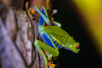 Red-eyed tree frog (Agalychnis callidryas) in Tortuguero National Park at night (Costa Rica)