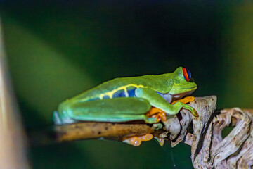 Red-eyed tree frog (Agalychnis callidryas) in Tortuguero National Park at night (Costa Rica)