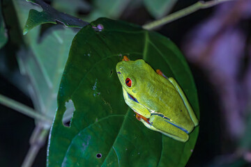 Red-eyed tree frog (Agalychnis callidryas) in Tortuguero National Park at night (Costa Rica)