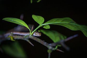 Small snake in Tortuguero National Park at night (Costa Rica)