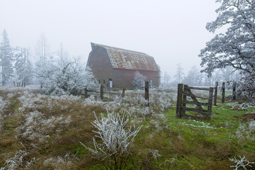 Frost covered brush and old barn.