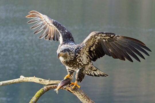 Yound eagle lands on branch with a fish.