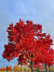 red tree