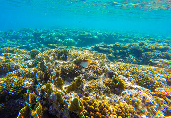 Fototapeta na wymiar coral reef and fish for banner background