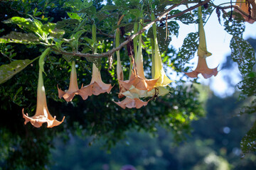 Poisonous durman flowers of Datura Metel Ballerina Yellow - Commonly called horn of plenty, devil's trumpet, angel's trumpet or thornapple is originally from South China. Toxic plants in St Vincent