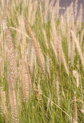 grass flower in nature garden