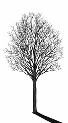 Fototapeta premium silhouette of a tree