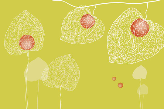 ground cherry illustration