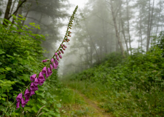 Long Stem of Foxglove Blooms Protrude Into The Trail In Redwood