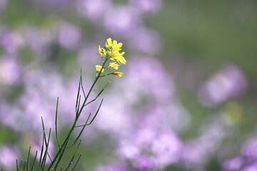 春の野原に咲く菜の花