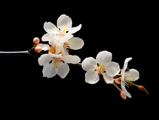 Fototapeta na wymiar Apricot flower in studio background, single apricot flower, Beautiful flower, ai generated image