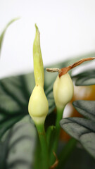 Silver Dragon Alocasia flowers blooming on the tree.