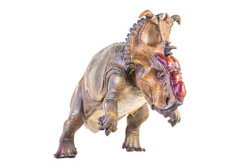 Pachyrhinosaurus dinosaur on isolated background