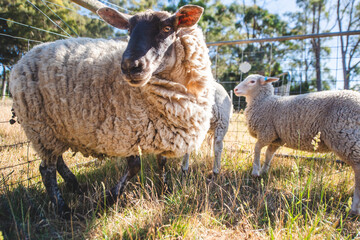 Wooly sheep with lambs
