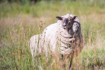 wooly sheep